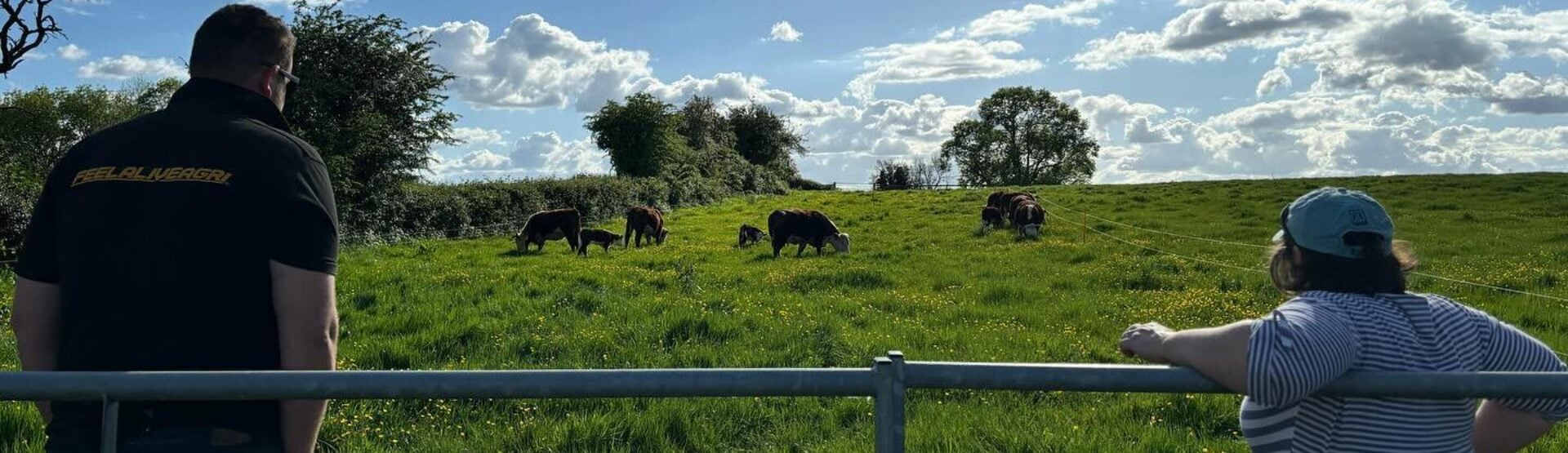Cattle in the Herefordshire countryside